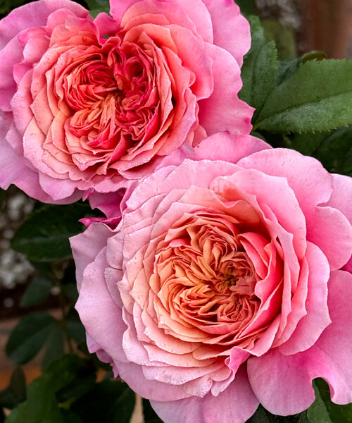 Роза японская Принцесса Мияби 